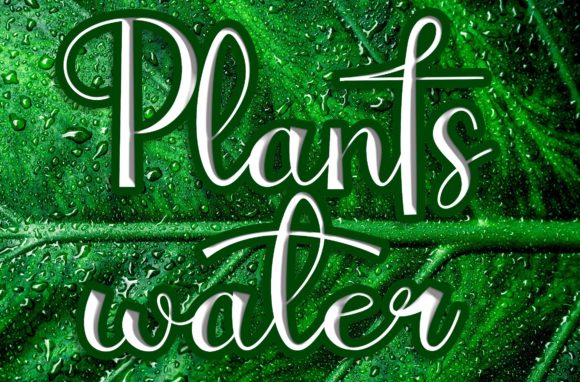 Plantswater: A Refined Script Font for Editorial Design